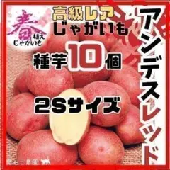 2026年最新】ドラゴンレッド種芋の人気アイテム - メルカリ