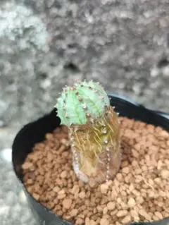 ユーフォルビア オベサブロウ 抜き苗 根付き 多肉植物 - メルカリ