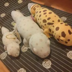しろねこさま専用レオパのきいちゃん　るんるん気分