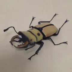 ウォーレスクシヒゲミヤマカミキリ 標本 - メルカリ
