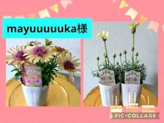 mayuuuuuka様専用❤️ローダンセマム&オステオスペルマム