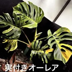 2026年最新】モンステラ オーレアの人気アイテム - メルカリ