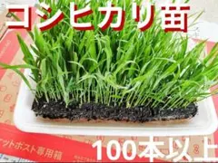 コシヒカリ　稲の苗　ビオトープ　苗　米　自由研究　田植え　バケツ栽培　数量限定のサムネイル