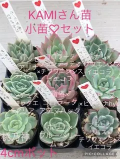 多肉植物 KAMIさん苗♡小苗セット(速達付) はじめてのkamiさん苗が可愛すぎる | ブログ版Olive&SucculentGarden エケベリア・セダム