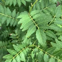 산초 대잎 (초록 벌레 미끼)