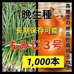 し*じ様 たまねぎ苗 極早生 1000本 数量限定｜極早生 玉ねぎ