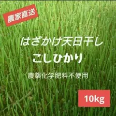 無農薬】鳥取県産 砂丘らっきょう ラッキョウ 10kg M～Lサイズ - メルカリ