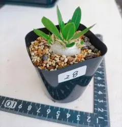 Riku様 リクエスト 2点 まとめ商品