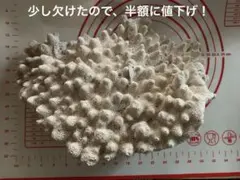 2026年最新】珊瑚礁 白珊瑚の人気アイテム - メルカリ
