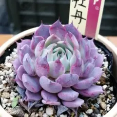 1 ミックスベリア11苗芍薬牡丹入り青札2苗普及種セット 2026年最新】おらいさん苗 芍薬牡丹の人気アイテム - メルカリ