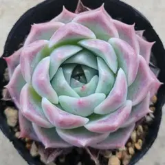 **゜様 多肉植物　チワワスエンシスペシャルレッド×つむぎ　ミヤさん苗　札なしのサムネイル