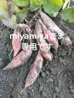 アウトレット★栽培期間中農薬不使用★お役立ち野菜セット