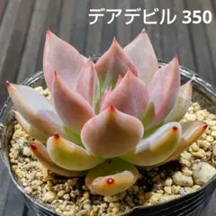 デアデビル 350 エケベリア 多肉植物 抜き苗のサムネイル
