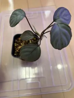 2026年最新】ホマロメナ 便の人気アイテム - メルカリ