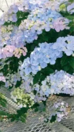 ⭐️紫陽花アジサイクリスタルヴェール根付き B⭐️のサムネイル