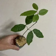 プロフ必見CTMRI※火金発送予定様 リクエスト 2点 まとめ商品