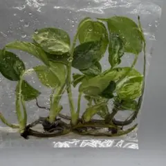 2026年最新】モンステラバルバソーの人気アイテム - メルカリ