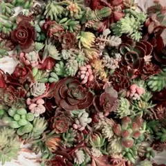 2025年最新】多肉 カット苗セットの人気アイテム - メルカリ