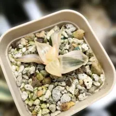 2026年最新】ハオルチア ハオルチア 酒呑童子の人気アイテム - メルカリ