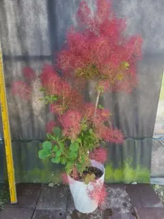 GN1スモークツリー グレイス赤花高さ150cm9号角鉢 超大苗 GN1スモークツリー グレイス赤花高さ150cm9号角鉢 超大苗 - メルカリ