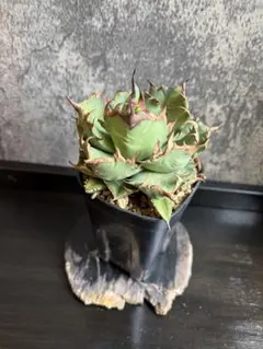 アガベ チタノタ オテロイ 赤猫 ゴリ猫 ボールタイプ コンパクト 31