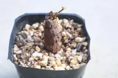オペルクリカリア・パキプス