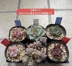 2026年最新】リンゼアナ×ざわわの人気アイテム - メルカリ