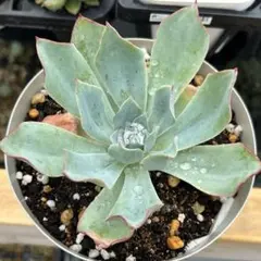 2025年最新】青典牡丹 多肉の人気アイテム - メルカリ