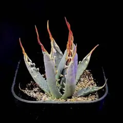 超陽炎エボリスピナ　シルバーブルーロング激ウネリ実生　ユタエンシス鉢 超陽炎エボリスピナ シルバーブルーロング激ウネリ実生