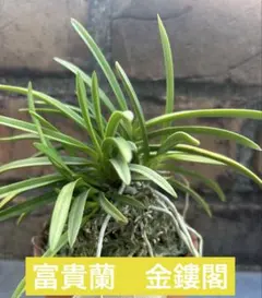 2026年最新】風蘭 大株の人気アイテム - メルカリ