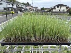 在来種朝日米稲苗 育苗箱入り5枚 農薬不使用 送料込み - メルカリ