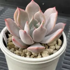 SSSさん苗　宮田コロラータ×中里リンゼアナ札付きポットごとメルカリ便 リンゼアナ×中里リンゼアナ札付きポットごとメルカリ便TYさん苗