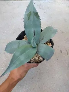 2025年最新】ギガンテンシスの人気アイテム - メルカリ