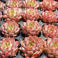 新品種　ワイン　抜き苗　プラグ苗　ランダム1苗
