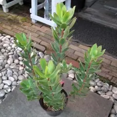 現物「リューカデンドロン・サマーサン」５号　Leuca dendronのサムネイル