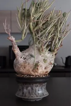 Adenia pechuelii アデニア　ペチュエリー　種子　5粒　ラスト 2025年最新】アデニアペチュエリーの人気アイテム - メルカリ