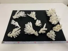 白サンゴコレクション 2025年最新】白化サンゴの人気アイテム - メルカリ