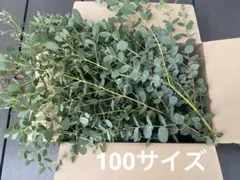 2種のフレッシュユーカリ セット☆箱いっぱい - メルカリ