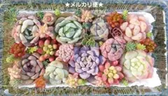 まえちゃん様 リクエスト 2点 まとめ商品