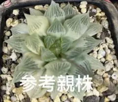 2025年最新】ハオルチア 白蛇伝の人気アイテム - メルカリ