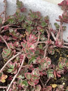 多肉植物セダム トリカラー 10カット - メルカリ
