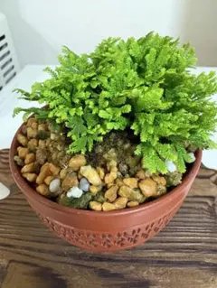 岩石風 盆栽鉢 軽石 植木鉢 岩ヒバ イワヒバ - メルカリ