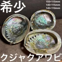 希少 インド産 法螺貝 シャンクガイ - メルカリ
