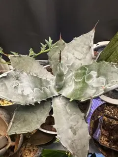 2026年最新】コロラータ アガベの人気アイテム - メルカリ