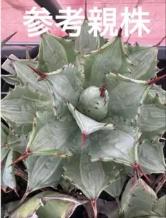 【42】ポタトラム　白中斑　台湾PASアガベ購入　子株　抜き苗