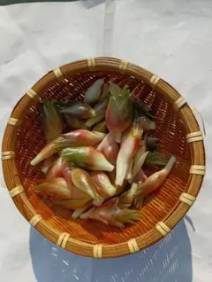 新鮮 茗荷 ミョウガ 国産 野菜のサムネイル