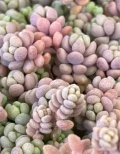 はなちゃんさま専用☆