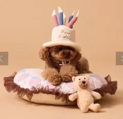 3coins スリーコインズ ペット ケーキ ベット くま 3点セット 誕生日のサムネイル