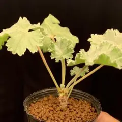 Winking Owl様 リクエスト 2点 まとめ商品