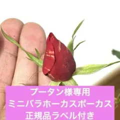 プータン様専用　絞り咲きミニバラ付き　宅急便発送